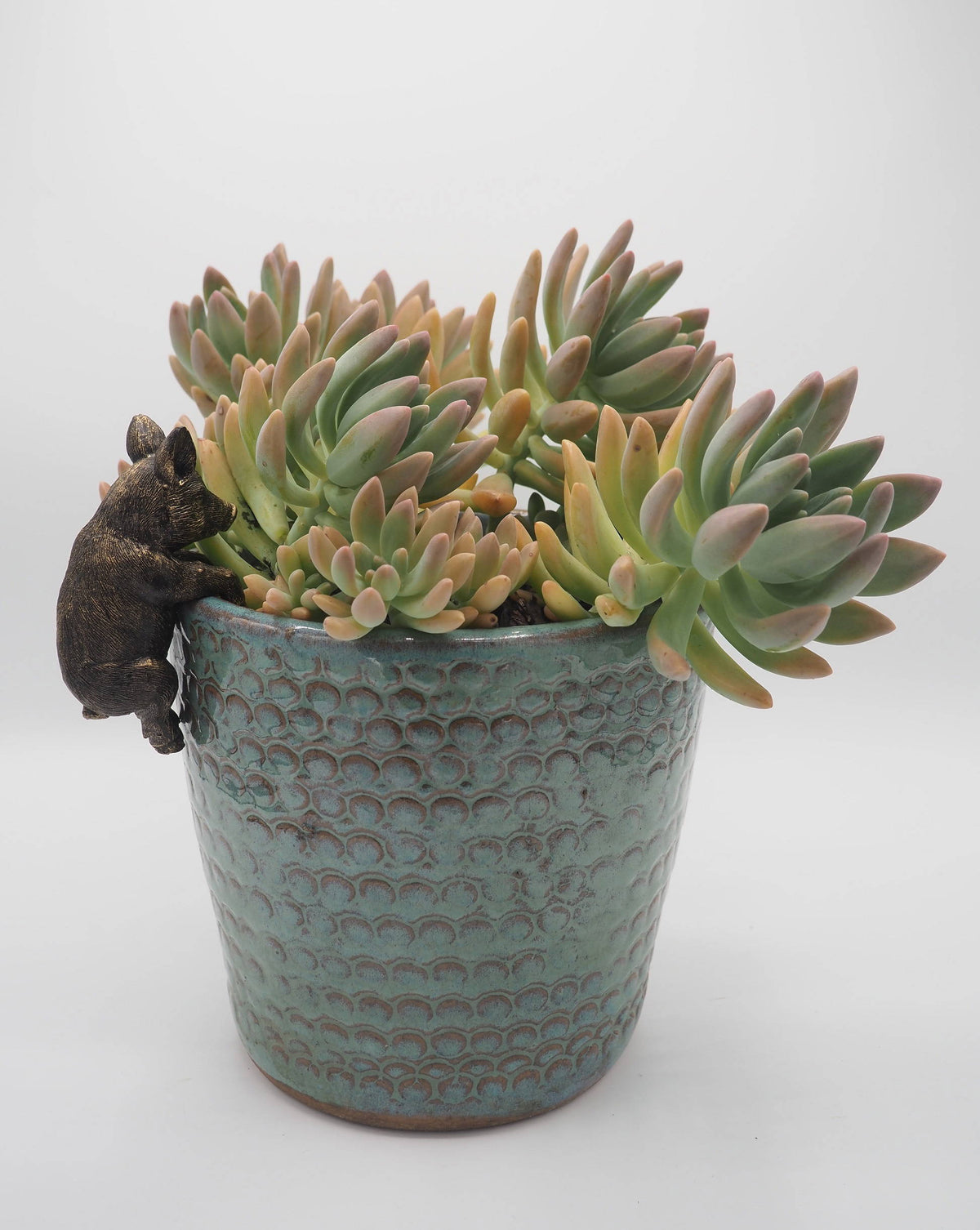 Pig Pot Buddies Plant Pot Hanger