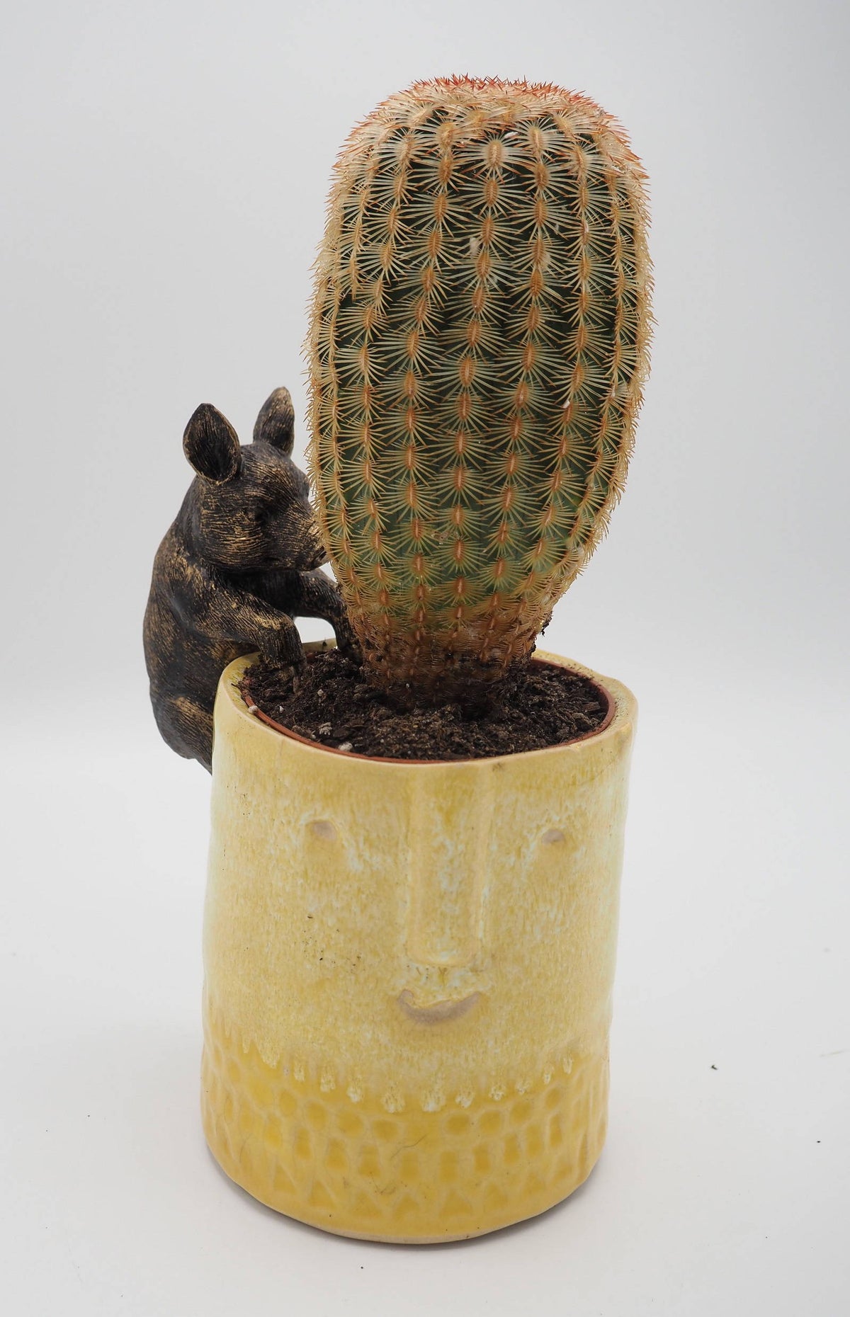 Pig Pot Buddies Plant Pot Hanger