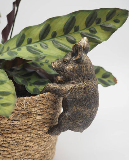 Pig Pot Buddies Plant Pot Hanger