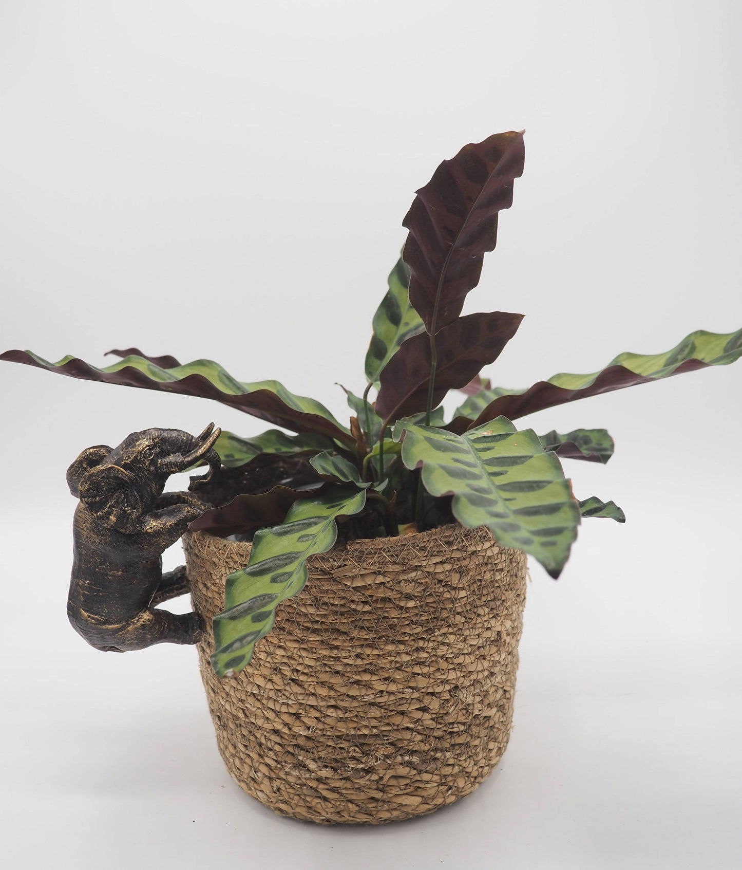 Elephant Pot Buddies Plant Pot Hanger