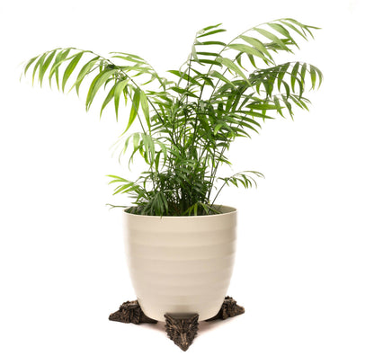 Dragon Plant Pot Feet - Set of 3