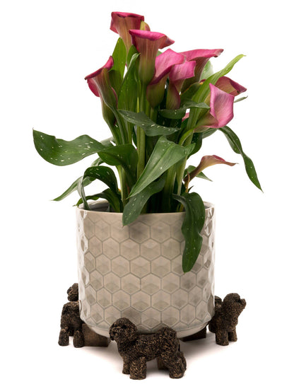 Bichon Frise Plant Pot Feet - Set of 3