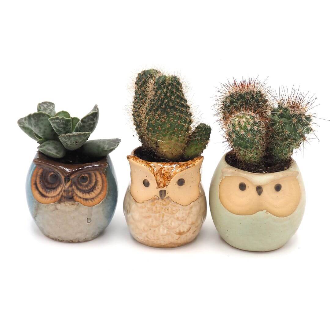 Owl Ceramic Planters with Saucers - Set of Three - Blue, Brown & Mint