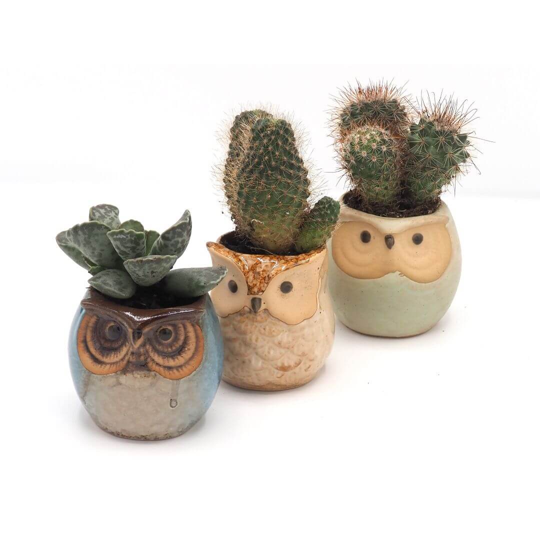 Owl Ceramic Planters with Saucers - Set of Three - Blue, Brown & Mint