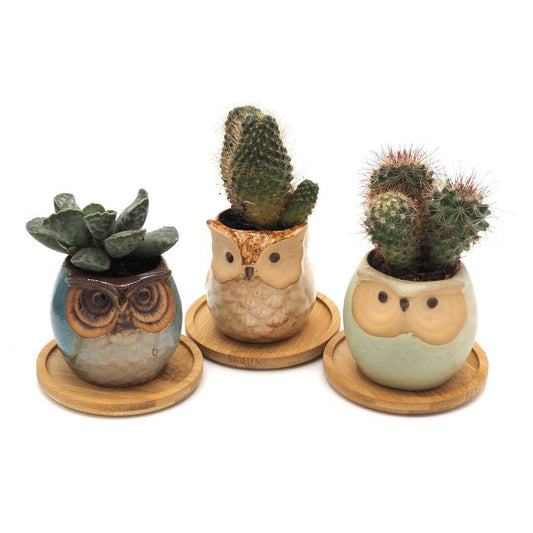 Owl Ceramic Planters with Saucers - Set of Three - Blue, Brown & Mint