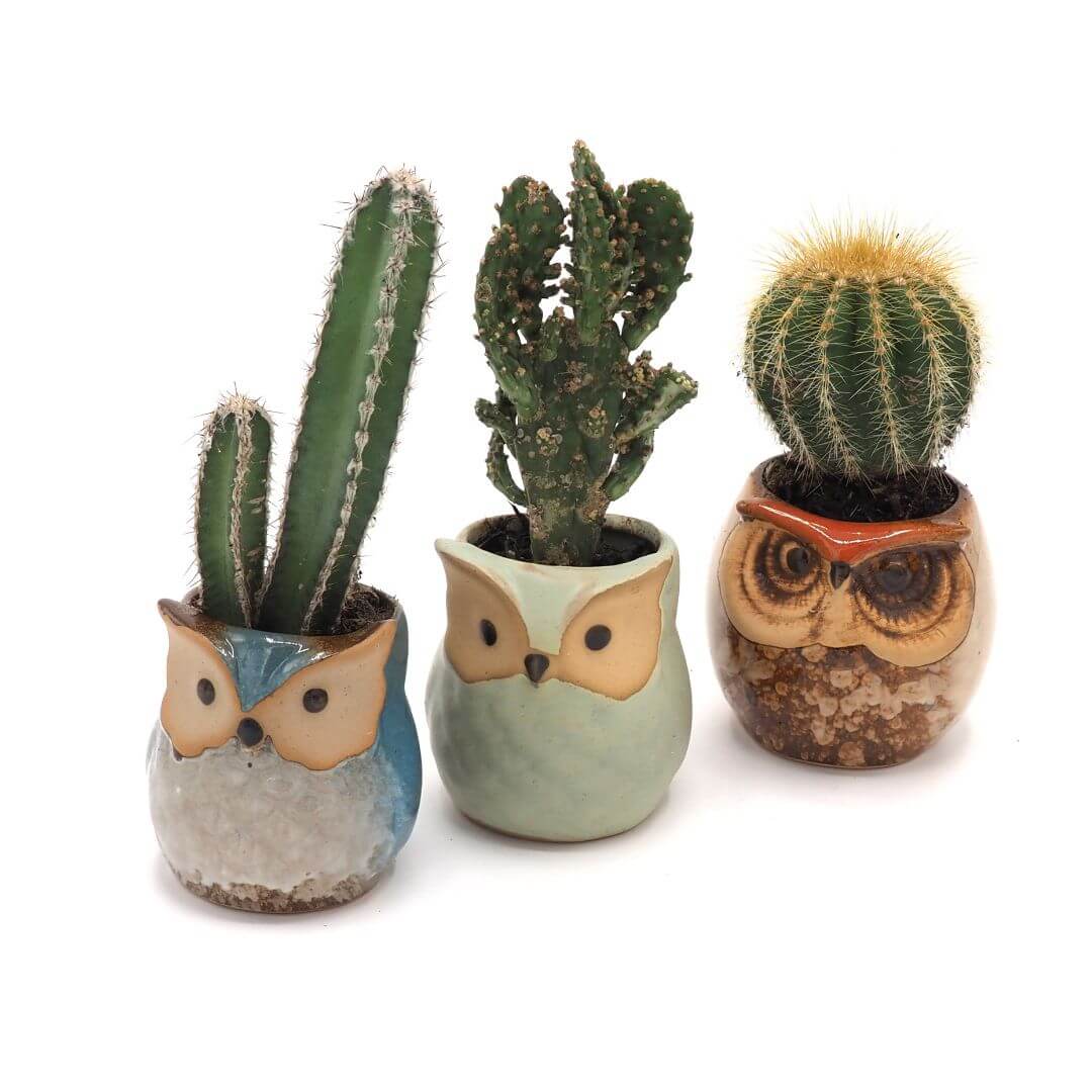 Rustic Owl Ceramic Planters with Bamboo Saucers - Set of Three - Teal, Cream & Sage