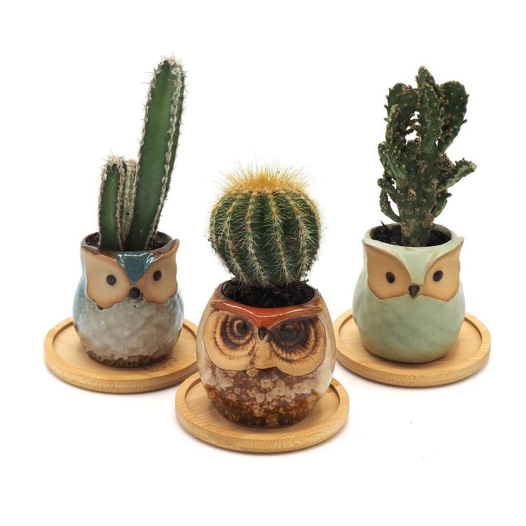Rustic Owl Ceramic Planters with Bamboo Saucers - Set of Three - Teal, Cream & Sage