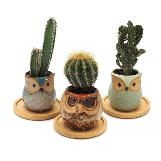 Rustic Owl Ceramic Planters with Bamboo Saucers - Set of Three - Teal, Cream & Sage