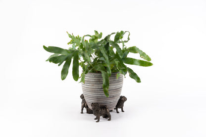 Pug Potty Feet and Pot Buddy