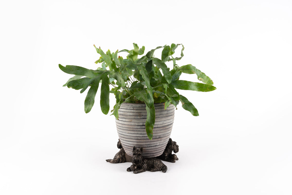 Scottish Terrier Potty Feet and Pot Buddy