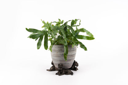 Scottish Terrier Potty Feet and Pot Buddy