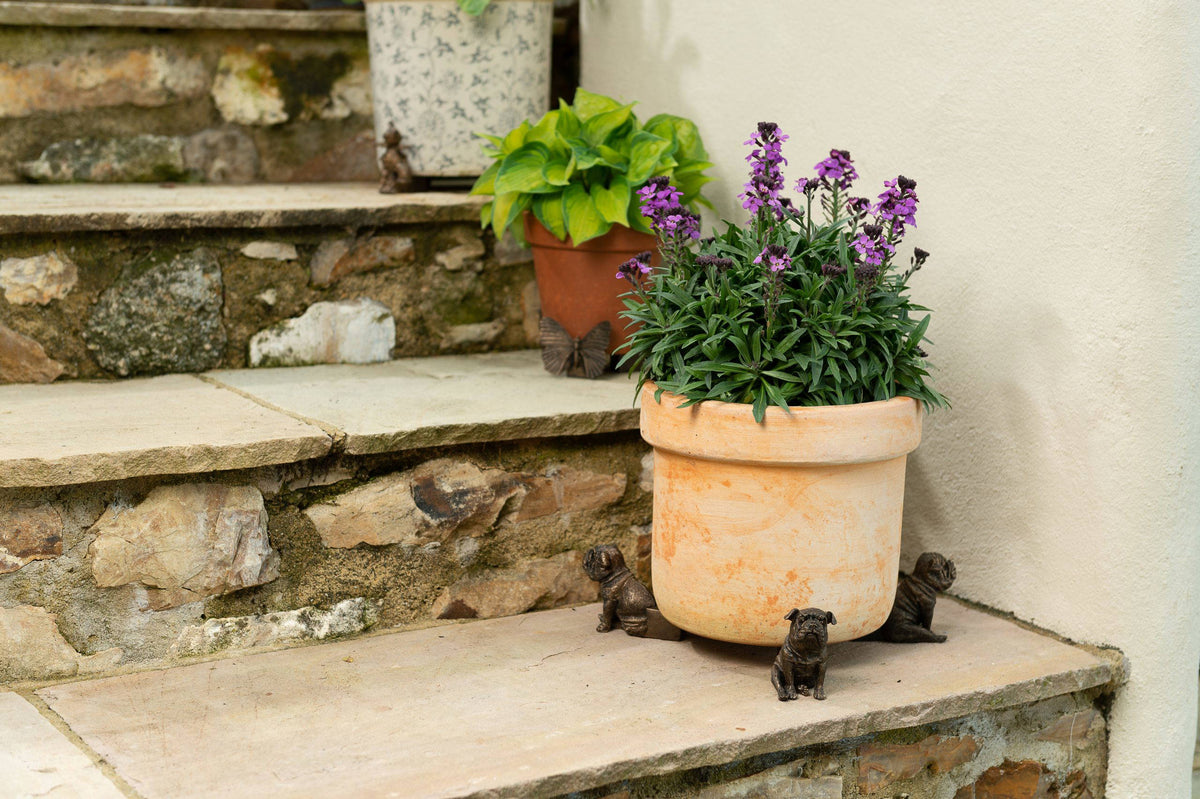 British Bulldog Potty Feet & Pot Buddy