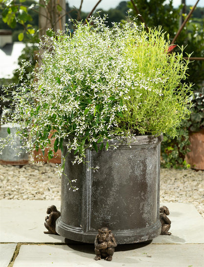 Chimpanzee Plant Pot Feet - Set of 3