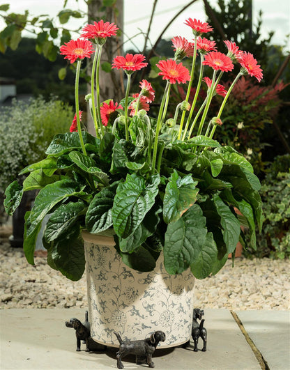 Beagle Plant Pot Feet - Set of 3