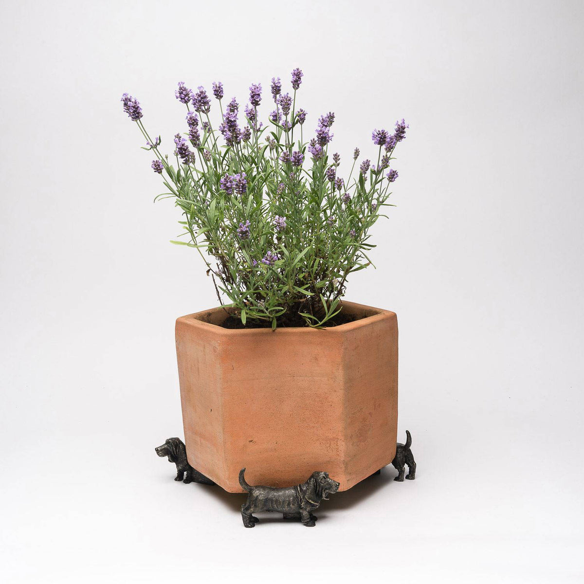 Basset Hound Plant Pot Feet - Set of 3