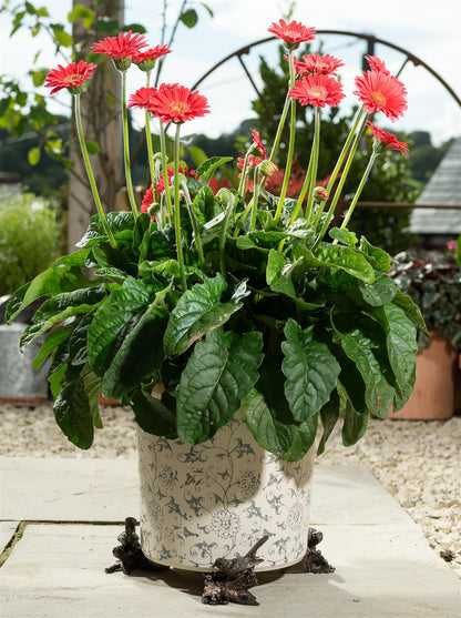 Robin Plant Pot Feet - Set of 3