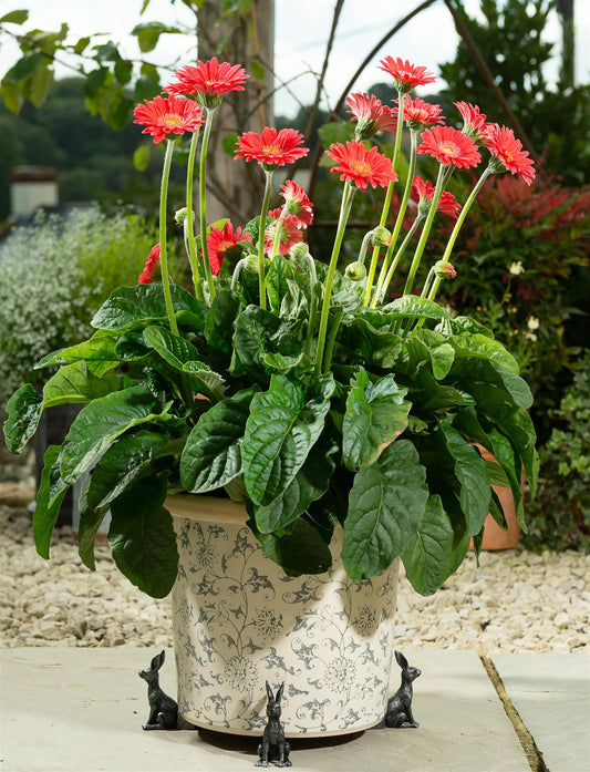 Wren On Tap Plant Pot Feet - Set of 3