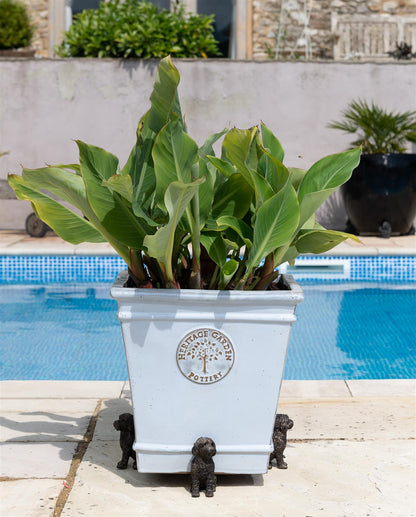 Schnauzer Plant Pot Feet - Set of 3
