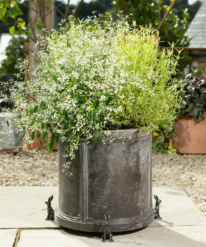 Small Brushed Silver Hare Plant Pot Feet - Set of 3
