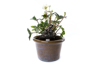 Frog On A Log Plant Drip Feeder Cover & Feed