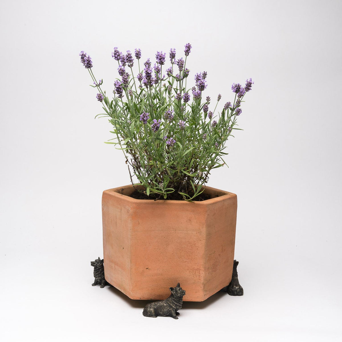 Corgi Plant Pot Feet - Set of 3