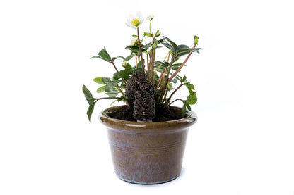 Hedgehog Plant Drip Feeder Cover & Feed