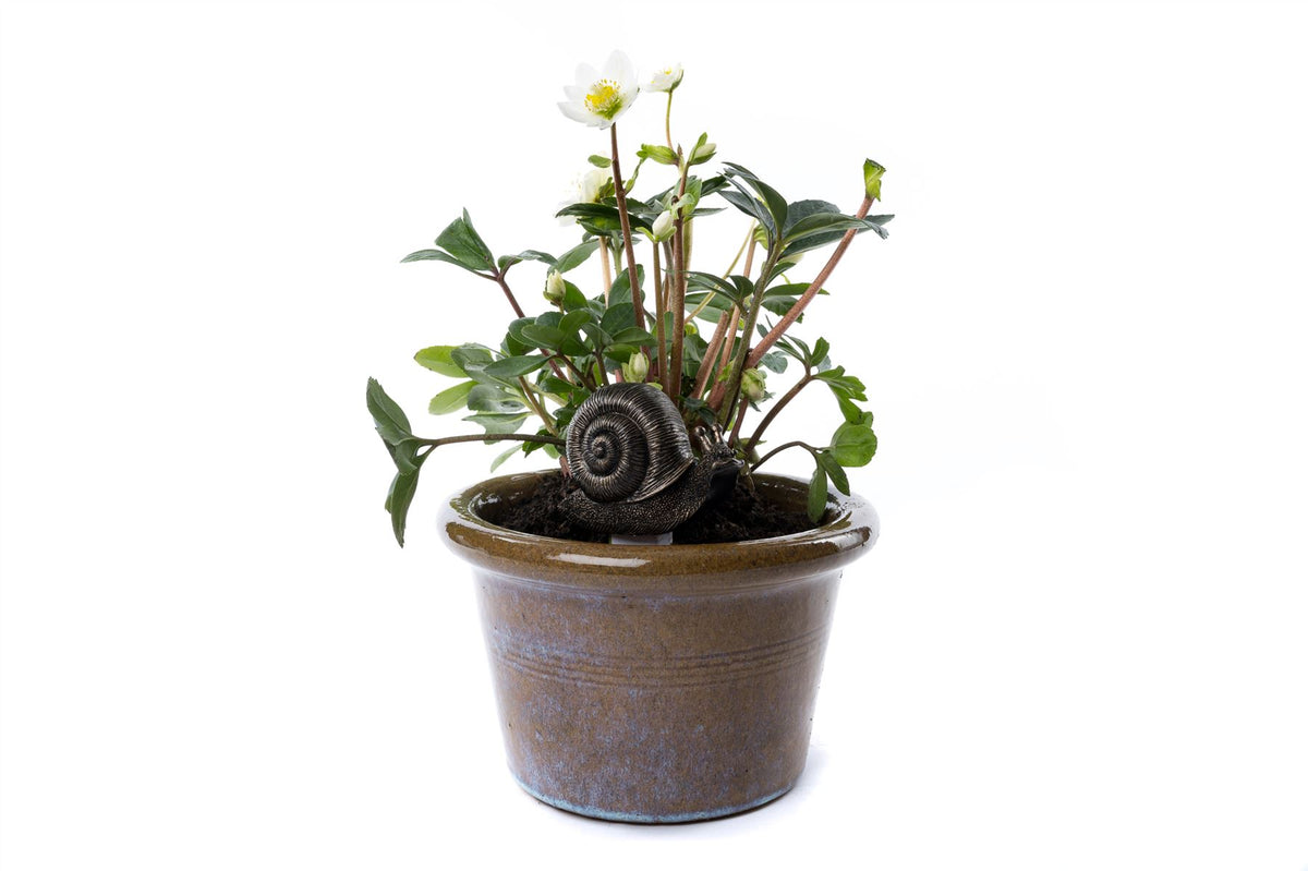 Snail Plant Drip Feeder Cover & Feed