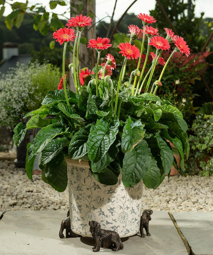 Cavalier King Charles Spaniel Plant Pot Feet - Set of 3